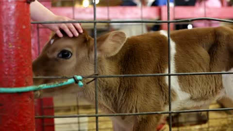 Baby Cow in cage being pet