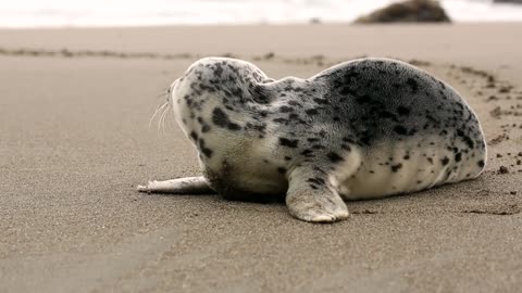 Seal On The Beach Cut