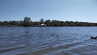 Water. Nature. Ducks (slow motion). Part 2.