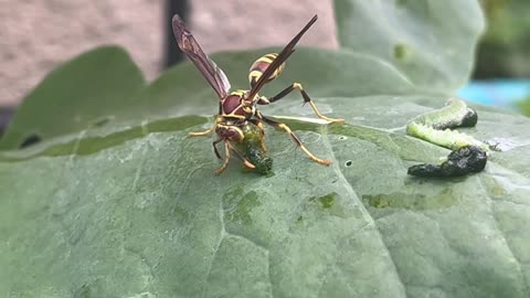 Paper wasp eats caterpillar