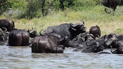 Buffalo in Water