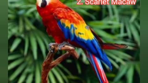 Top 10 most beautiful birds in the world