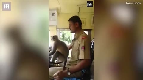 Monkey Bus-ness! Driver allows primate to steer a public bus.