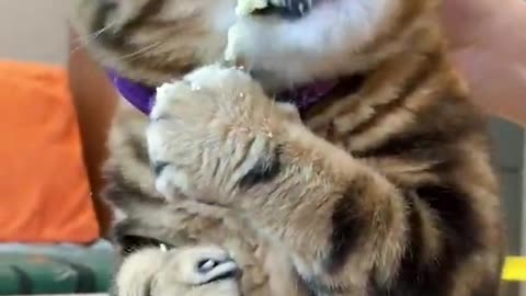 Hungry kitten smashes the food