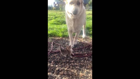 Big dog adorably confused by tiny litter of kittens