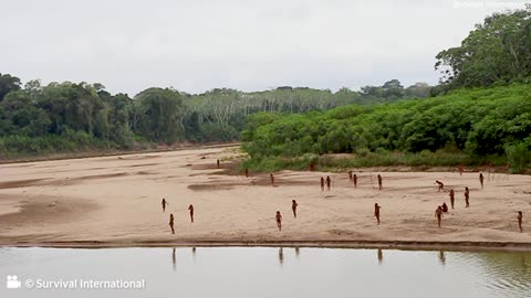 Uncontacted Mashco-Piro tribe seen in footage brandishing spears