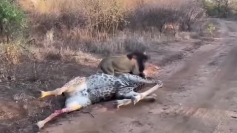 King vs. Giant: Lion Takes Down a Giraffe 🦁🦒👀😮