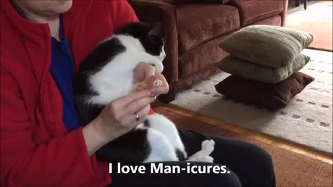 Weird Cat Gets MANicure