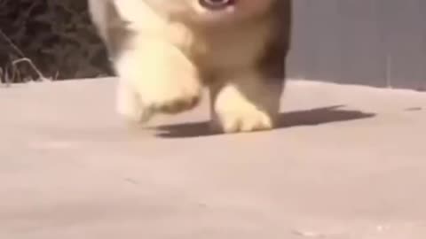 Cute dog