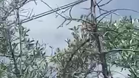 #shorts #black #bird flashing it’s #tail 🦅ready to hunt? #nature #raven #crow, #blackbird #tree