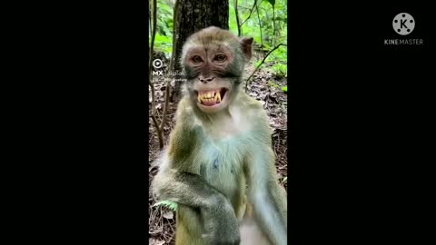 Funny video manki