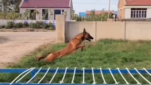 Smart dog long Jumping video 💥🔥🐕♥️👍