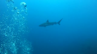 Shark flip