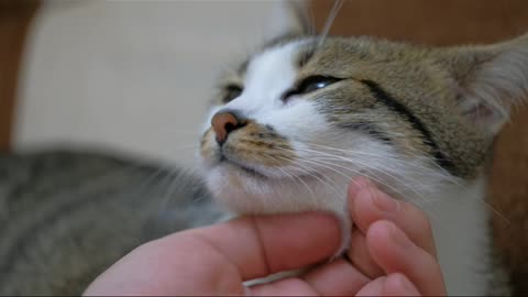 Petting a cute cat, close up