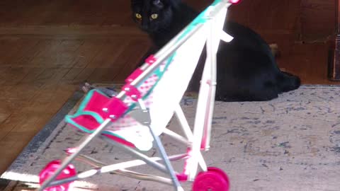 Kitty Climbs Into Stroller for a Ride