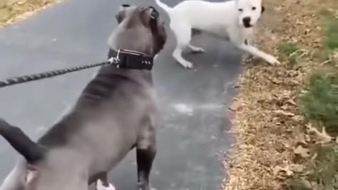 pitbull vs argentine dog