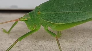 Leaf Bug