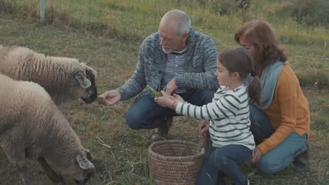 Senior couple with grandaughter feeding sheep on the farm