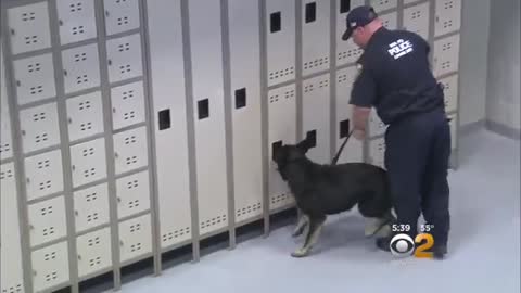 Inside The MTA’s K9 Training