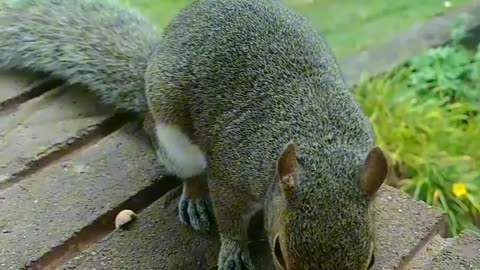 Mika The Squirrel is always gentle and careful every time I hand feed her 🐿️💞