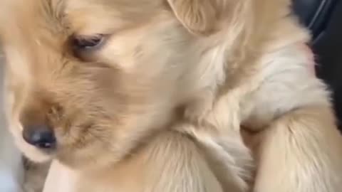 Cute dog