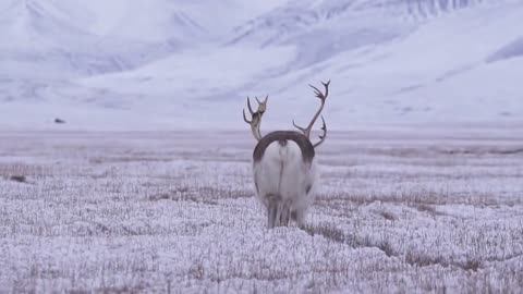 Fat Arctic reindeer family, Longyearbyen Svalbard