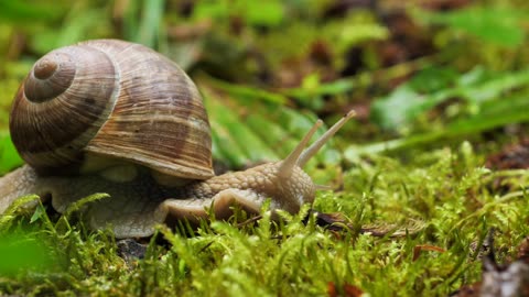 Snail Mollusk Creeping Animal | Fascinating Slow-Motion Footage