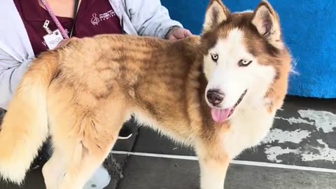 NEW A5609798 Balto | Siberian Husky