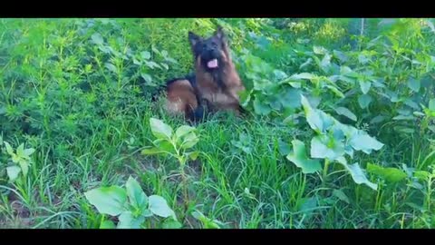 dog in grass