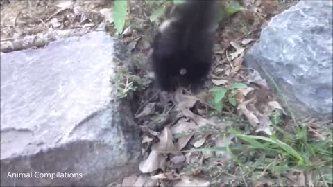 Baby Skunks Trying To Spray!