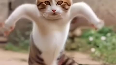 Funny cat