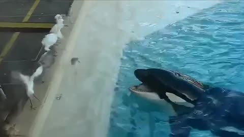 The killer whale uses fish as bait to catch larger prey.