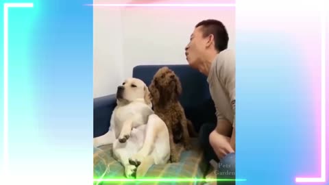 Funny dog short video.