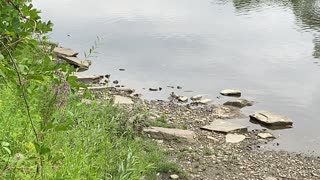 Kingfisher in Toronto