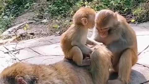 Monkey comedy video | funny video