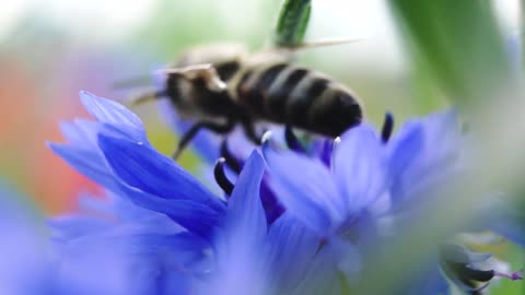 close up of bee sitting on the beautiful blue cornflower