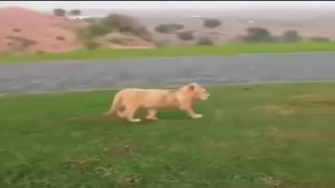 FUNNY LION !!!!