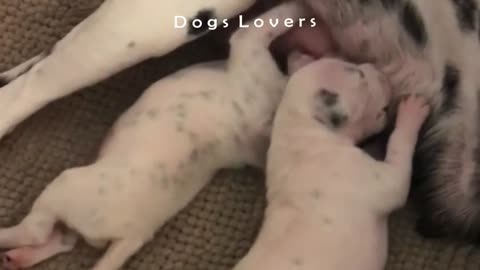 Two Dogs Breastfed By A Mother