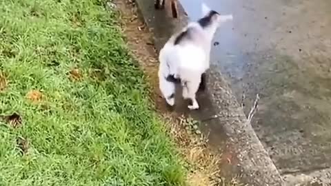 A sitting cat is the ideal embodiment of peace.