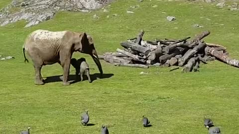 Baby Elephant playing with Birds