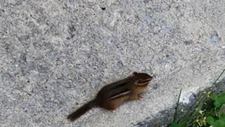 Chipmunk 1