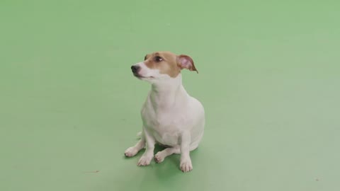 Chromakey Dog Sitting Puppy Looking Watching