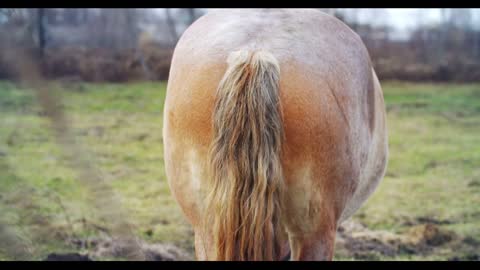 The ass of an adult horse that eats grass on the field