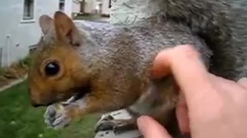 Adorable Squirrel Pet