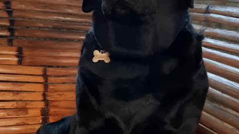 Patient Labrador Retriever Skillfully Balances Bread