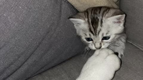 Kitten Provokes Sleeping Bulldog From Secret Hiding Spot