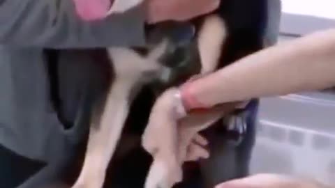 cute & funny dog _tik tok funny dog #shorts