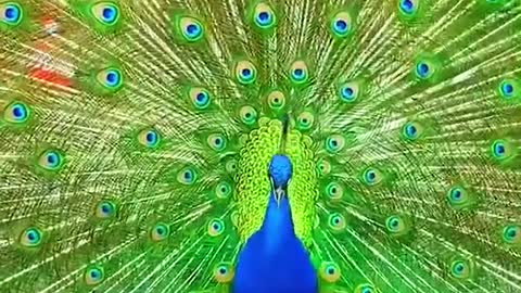 Peacock dance part 15