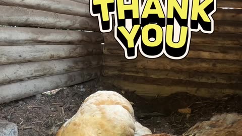 OMC! Chicken cam Brownie and friend relaxing in the bathhouse! 😮🐔😄😂