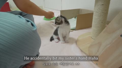 What Happens When a Rescued Kitten Becomes Completely Obsessed with Humans?